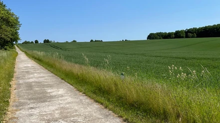Radweg Gerader, betonierter Radweg führt zwischen grünem Feld und Wiese entlang, blauer Himmel.