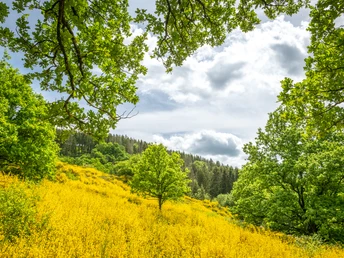 Eifelgold Route, leuchtende Ginsterfelder