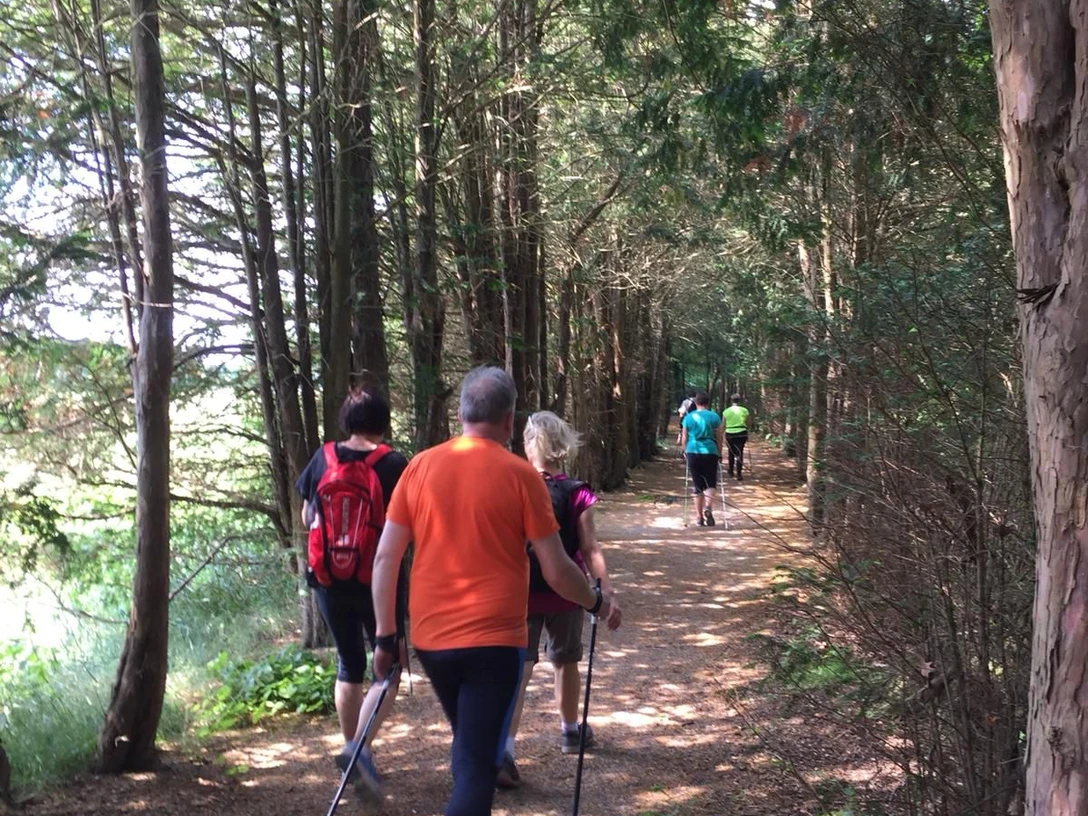 Gruppe von Menschen beim Nordic Walking auf einem schattigen Waldweg zwischen hohen Bäumen.