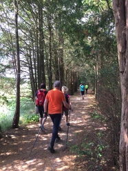 Nordic Walking - nwwe Gruppe von Menschen beim Nordic Walking auf einem schattigen Waldweg zwischen hohen Bäumen.