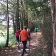 Nordic Walking - nwwe Gruppe von Menschen beim Nordic Walking auf einem schattigen Waldweg zwischen hohen Bäumen.