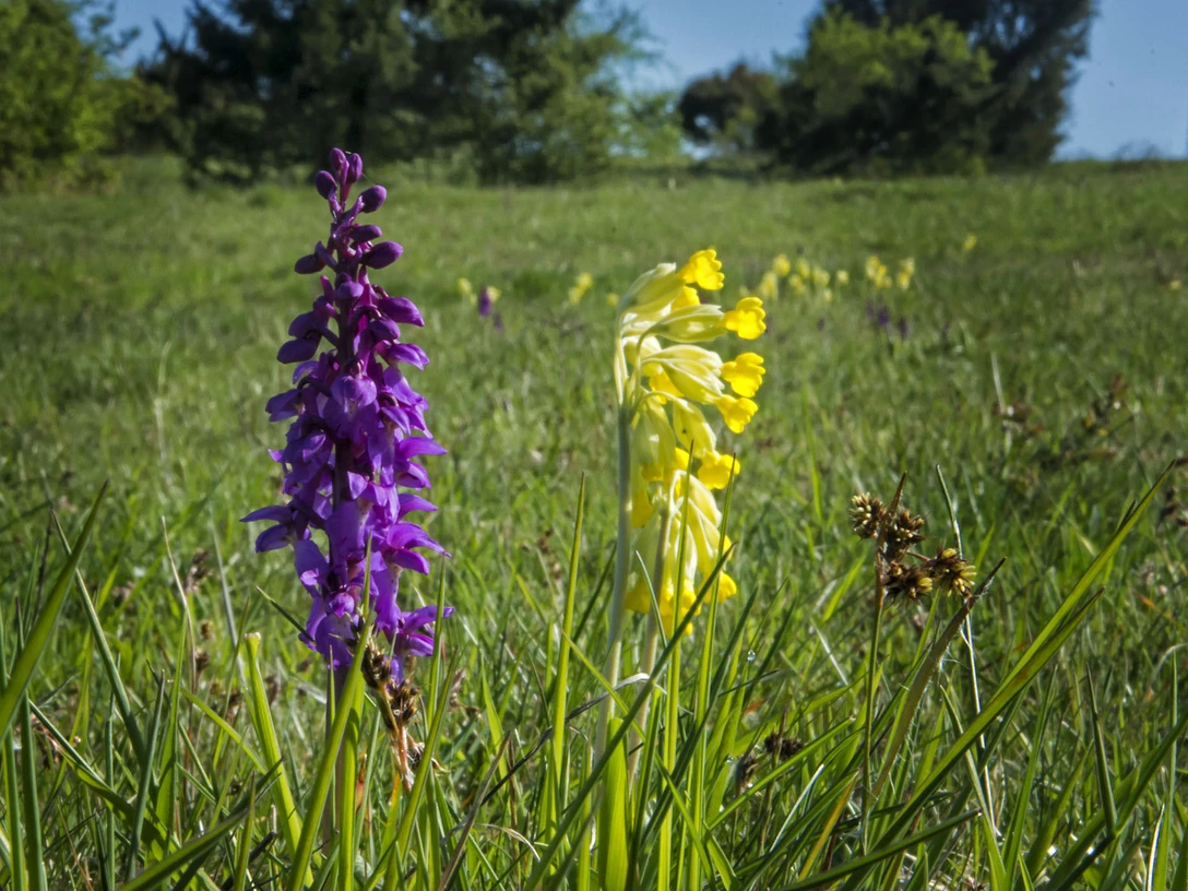 Schlüsselblumen und Orchideen