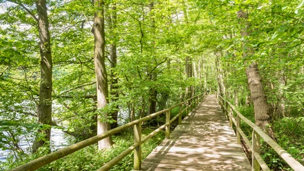 Brücke am Lopausee Holzsteg mit Geländer führt durch grünen Wald am Ufer des Lopausees entlang.