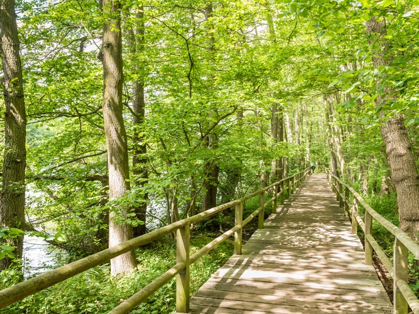 Brücke am Lopausee Holzsteg mit Geländer führt durch grünen Wald am Ufer des Lopausees entlang.