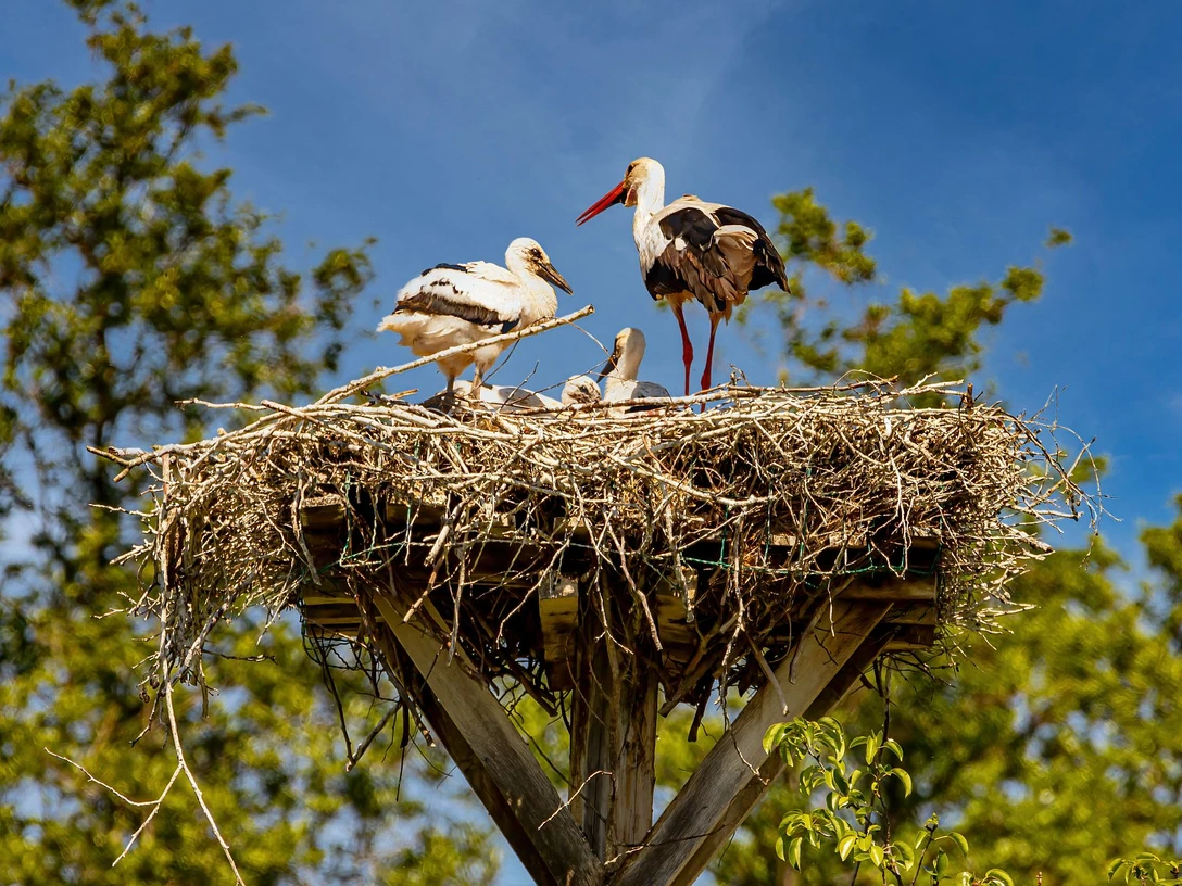 Storchenpaar in ihrem Storchenhorst