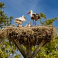 Storchenpaar in ihrem Storchenhorst