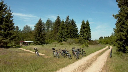 Bolderslev skov