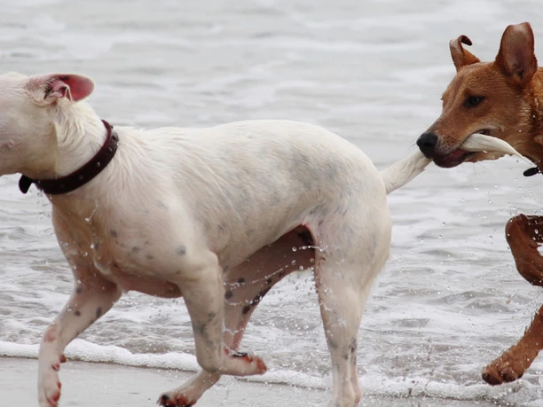 hunde-leger-på-stranden