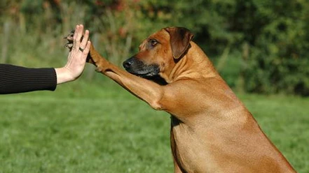 High-five
