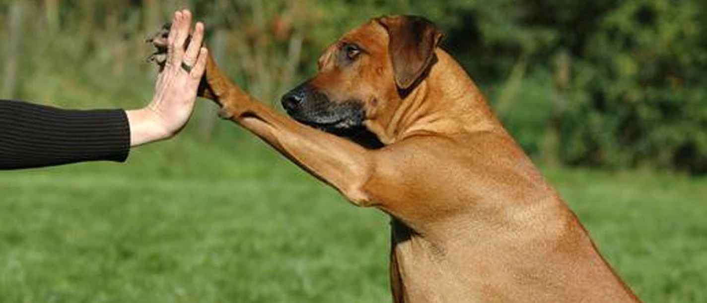 High-five