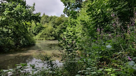Søgård Skov 1024
