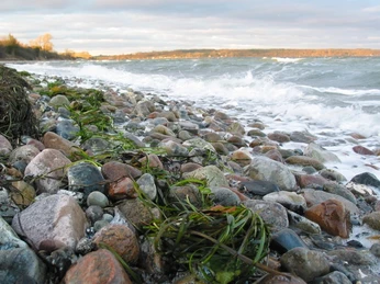 Halk eller Raade 5 (5)