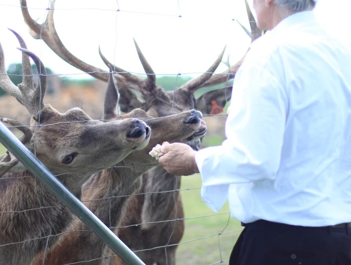 Krondyr Sandersvig 1 (1)