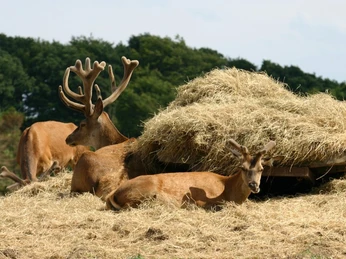 Krondyr Sandersvig 3 (3)