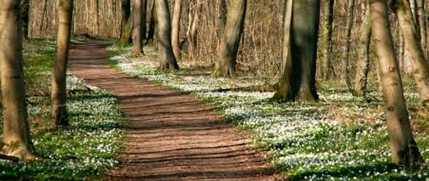 Haderslev Vesterskov