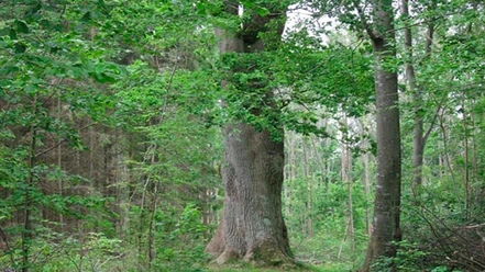 Haderslev Østerskov