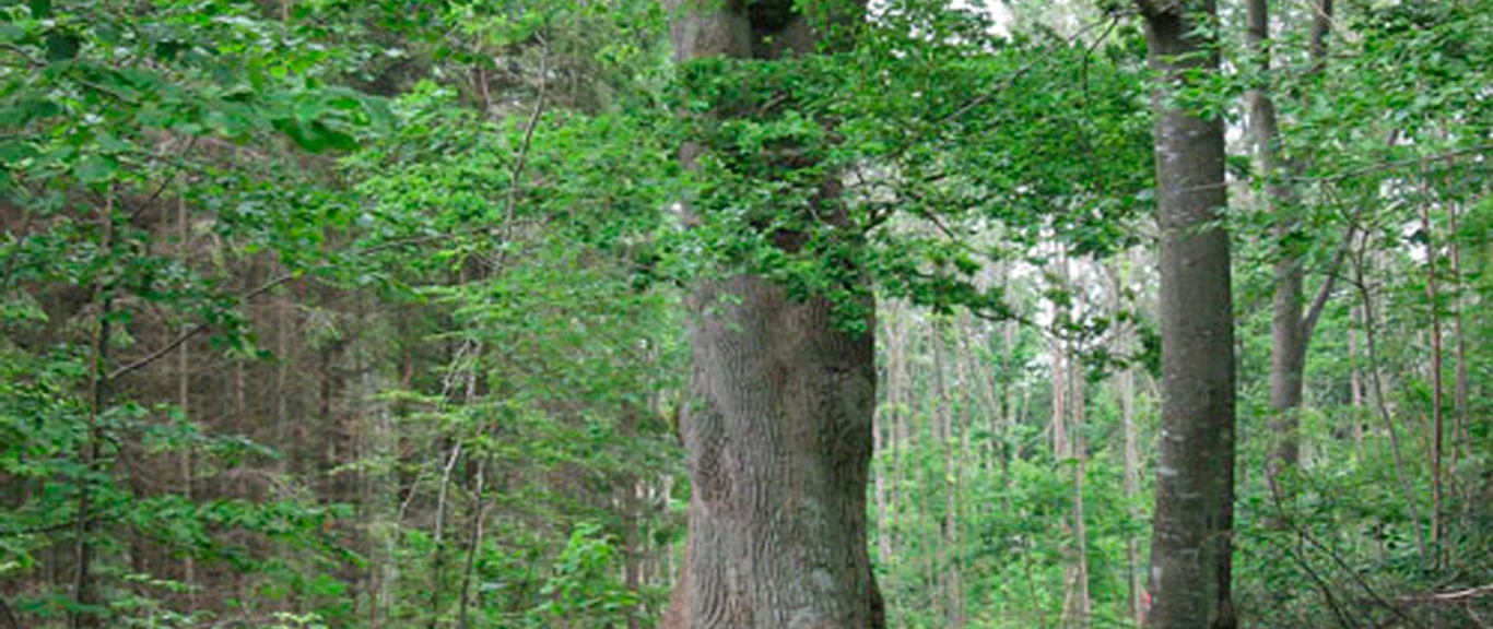 Haderslev Østerskov