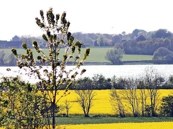 Udsigt-over-rapsmarker-til-vandet-Hertugbyens-Camping