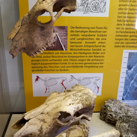 heeseberg-museum-knochenfunde-huenenburg-beate-ziehres-zeitorte.jpg