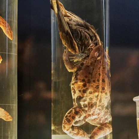 naturhistorisches-museum-bs-schaumagazin-frosch-frisst-vogel-beate-ziehres.jpg