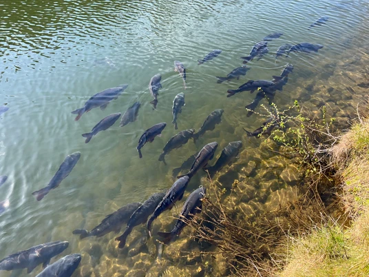 Gruppe von Karpfen schwimmt nahe am Ufer in klarem Wasser, begleitet von Pflanzen am Ufer.