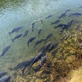 Karpfen Gruppe von Karpfen schwimmt nahe am Ufer in klarem Wasser, begleitet von Pflanzen am Ufer.