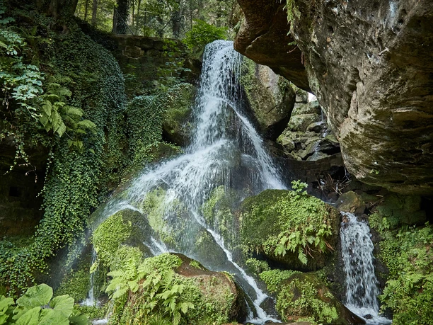 Lichtenhainer Wasserfall im Kirnitzschtal Ein kleiner Wasserfall fließt über moosbedeckte Felsen, umgeben von üppigem Grün und Farnen in einem schattigen Wald.