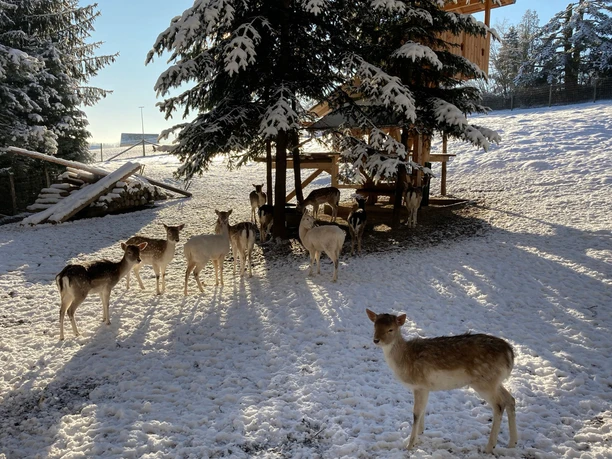 Wildgehege in Kleinhennersdorf Eine Gruppe von Rehen steht im Schnee unter verschneiten Tannenbäumen, die Sonne wirft lange Schatten, die Atmosphäre ist ruhig und winterlich.