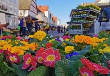 Günzburger Wochenmarkt Ein farbenfrohes Blumenmeer mit gelben, roten und blauen Blüten im Vordergrund belebt den Günzburger Wochenmarkt, während im Hintergrund Menschen an Marktständen vorbeigehen.