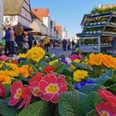 Günzburger Wochenmarkt Ein farbenfrohes Blumenmeer mit gelben, roten und blauen Blüten im Vordergrund belebt den Günzburger Wochenmarkt, während im Hintergrund Menschen an Marktständen vorbeigehen.