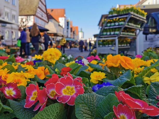 Günzburger Wochenmarkt Ein farbenfrohes Blumenmeer mit gelben, roten und blauen Blüten im Vordergrund belebt den Günzburger Wochenmarkt, während im Hintergrund Menschen an Marktständen vorbeigehen.