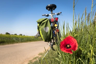 Fahrradtour durch die Region Roter Mohn vor Wiese, im Hintergrund Fahrrad an ruhiger Landstraße unter klarem Himmel.