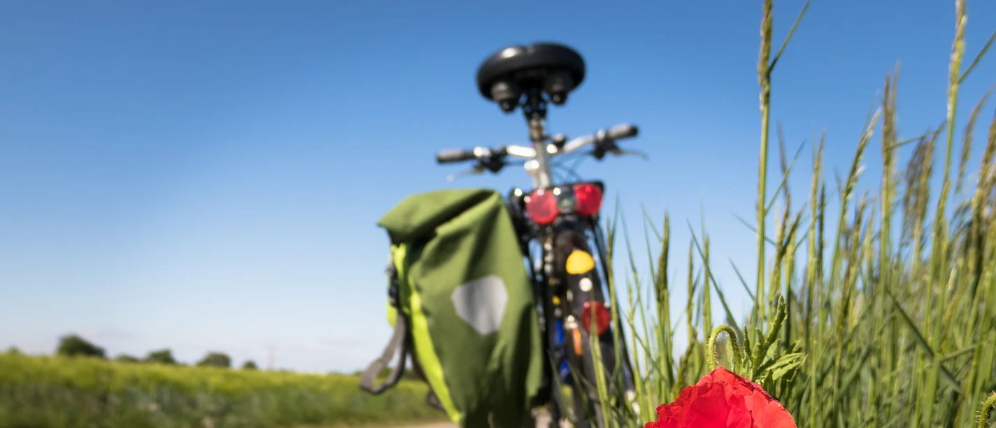 Fahrradtour durch die Region Roter Mohn vor Wiese, im Hintergrund Fahrrad an ruhiger Landstraße unter klarem Himmel.