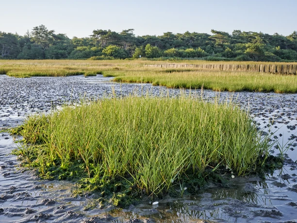 Nationalpark Niedersächsisches Wattenmeer