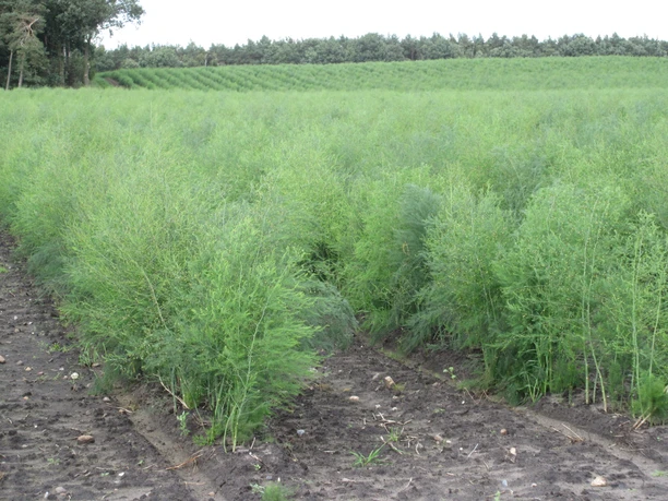 Spargelfeld En grøn aspargesmark strækker sig over bølgende bakker til horisonten under en overskyet himmel.
