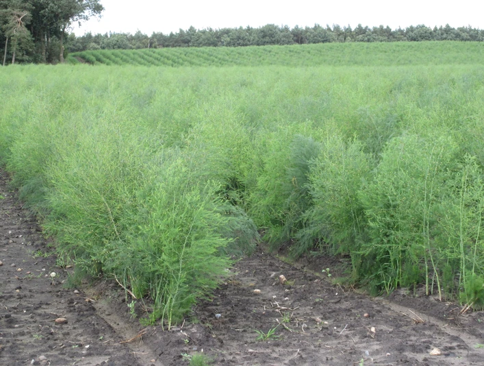 Spargelfeld Ein grünes Spargelfeld erstreckt sich über sanfte Hügel bis zum Horizont unter einem bewölkten Himmel.A green asparagus field stretches over rolling hills to the horizon under a cloudy sky.En grøn aspargesmark strækker sig over bølgende bakker til horisonten under en overskyet himmel.Een groen aspergeveld strekt zich uit over glooiende heuvels tot aan de horizon onder een bewolkte hemel.