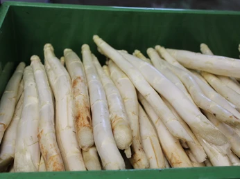 Spargel Frischer Spargel in einer grünen Kiste, gerade erst geerntet und bereit für den Verkauf.Fresh asparagus in a green crate, just harvested and ready for sale.Friske asparges i en grøn kasse, lige høstet og klar til salg.Verse asperges in een groene krat, net geoogst en klaar voor de verkoop.