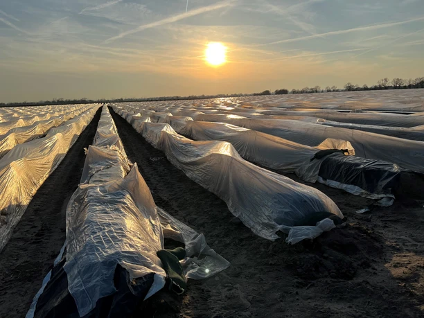 Zonsondergang over een uitgestrekt aspergeveld, bedekt met een beschermende folie, met aan de horizon enkele bomen.