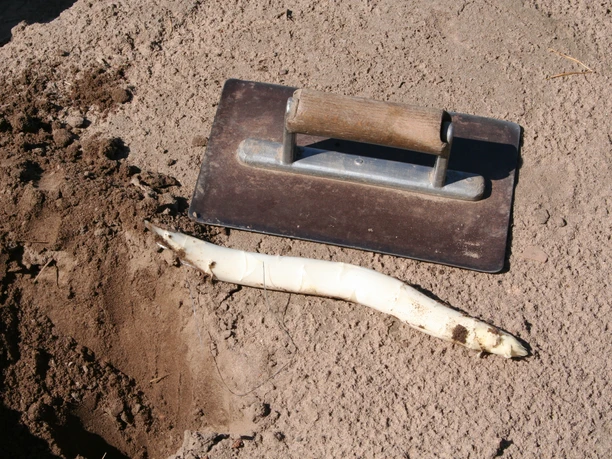 Vers geoogste witte asperges naast een oogstmes op losse grond.