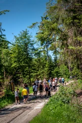 Wandern in Reichshof Eine Gruppe von Wanderern auf einem Waldweg, umgeben von dichten, grünen Bäumen.