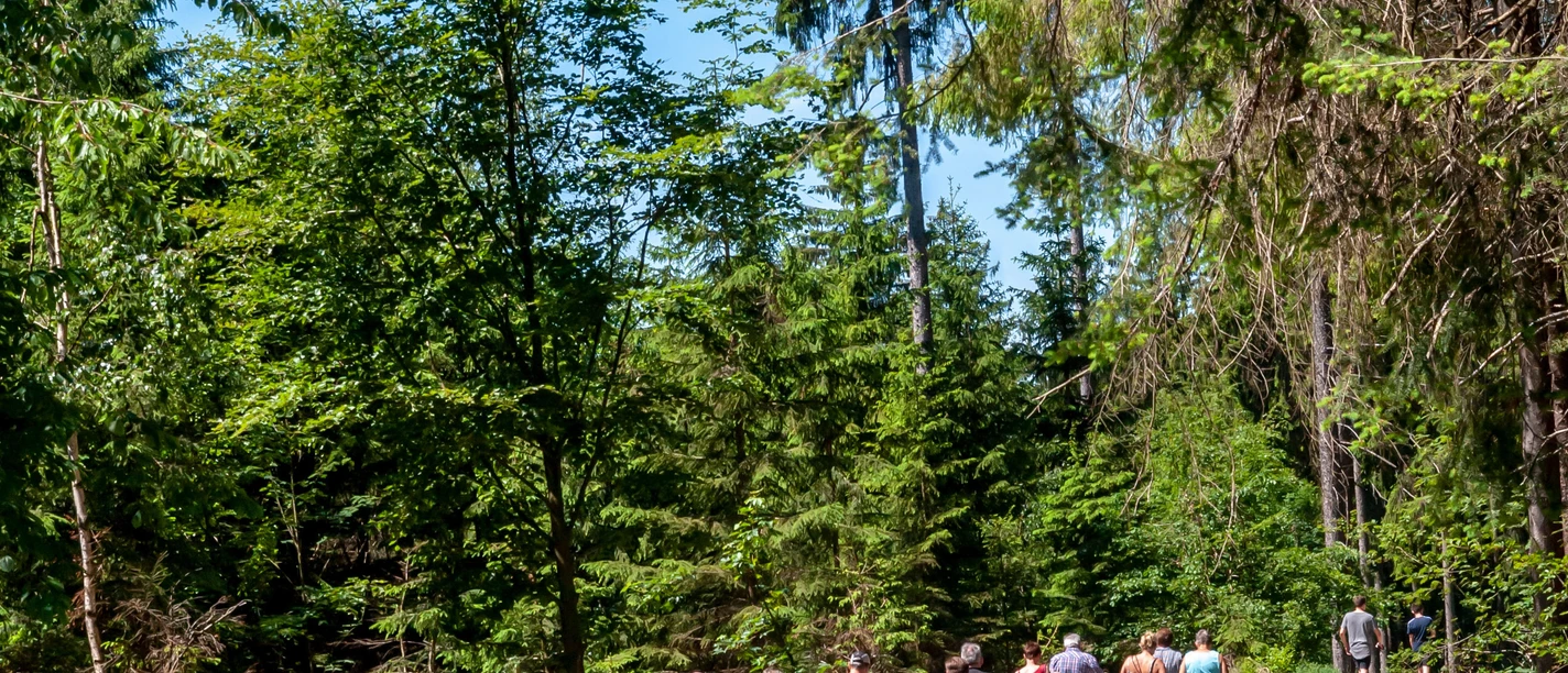 Wandern in Reichshof Eine Gruppe von Wanderern auf einem Waldweg, umgeben von dichten, grünen Bäumen.