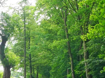 Alte Baumallee bei Bad Seebruch