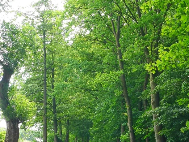 Alte Baumallee bei Bad Seebruch Alte Baumallee bei Bad Seebruch