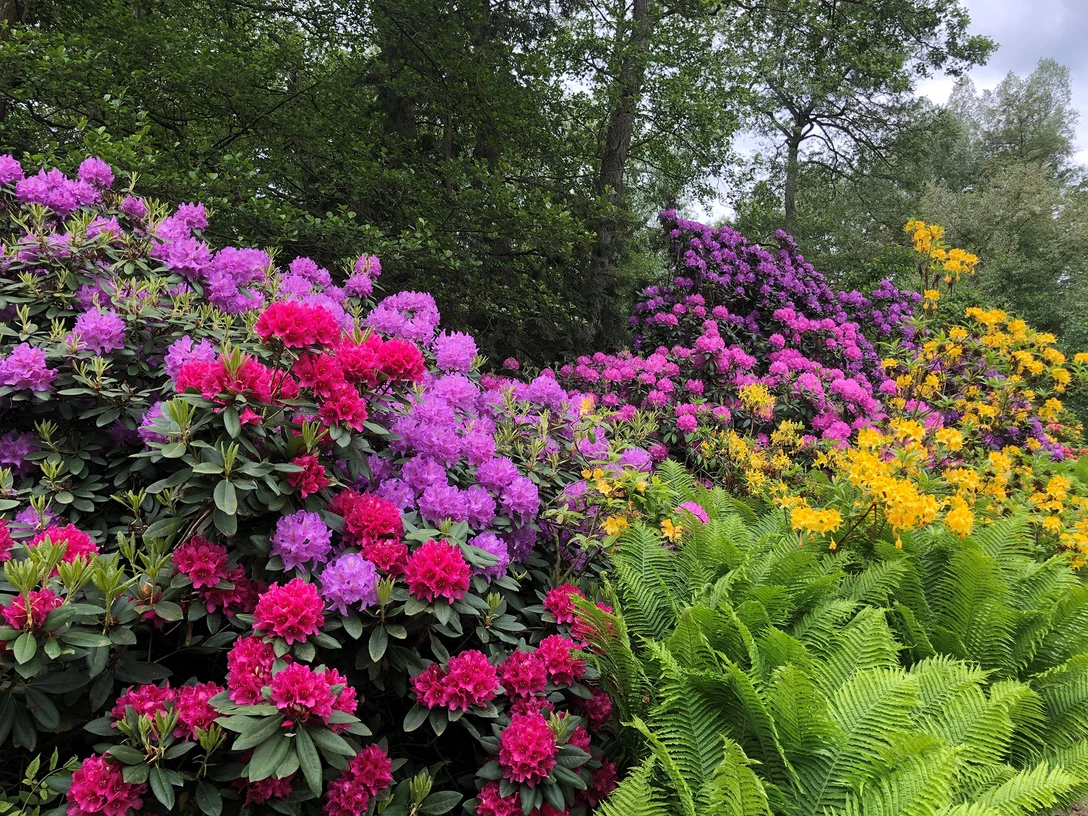 Rhododendron (c) Bad Bevensen Marketing GmbH | Nina Lüdemann.jpg