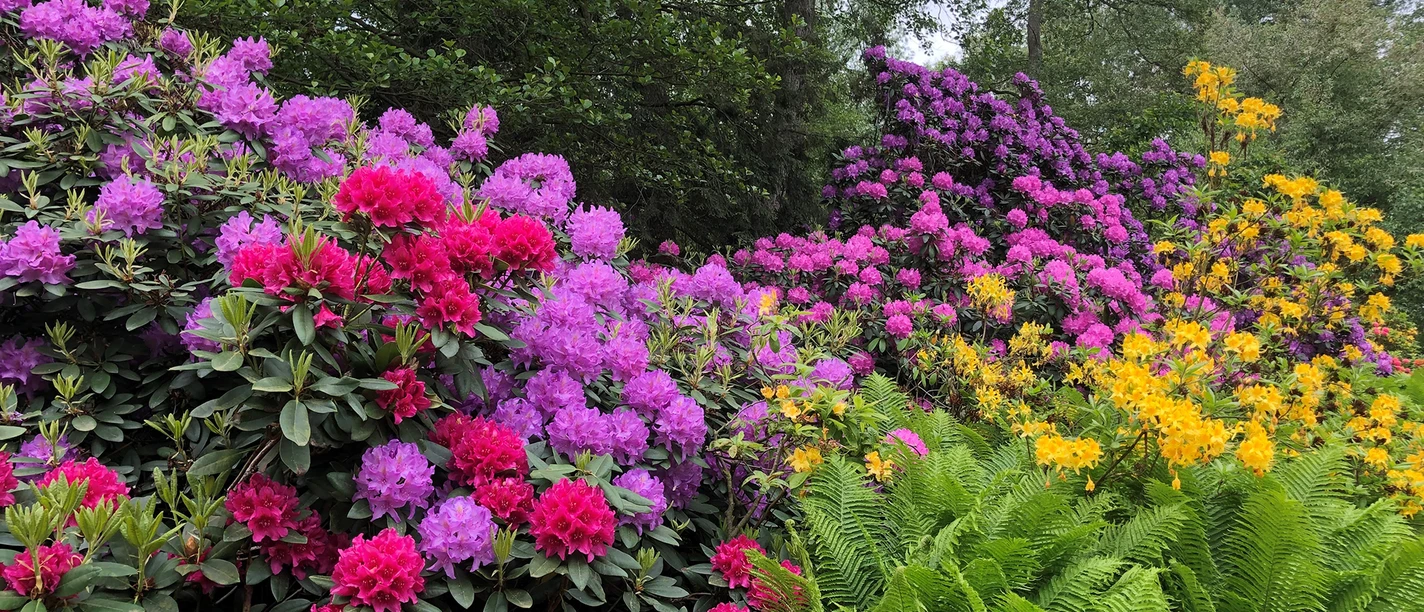 Rhododendron (c) Bad Bevensen Marketing GmbH | Nina Lüdemann.jpg