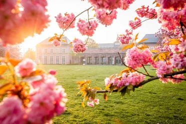 Kirschblüten am Grassi Museum am Johannisplatz - Kultur in Leipzig Kirschblüten im Sonnenlicht am Grassi Museum am Johannisplatz