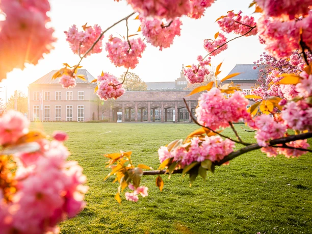 Kirschblüten am Grassi Museum am Johannisplatz - Kultur in Leipzig Kirschblüten im Sonnenlicht am Grassi Museum am Johannisplatz