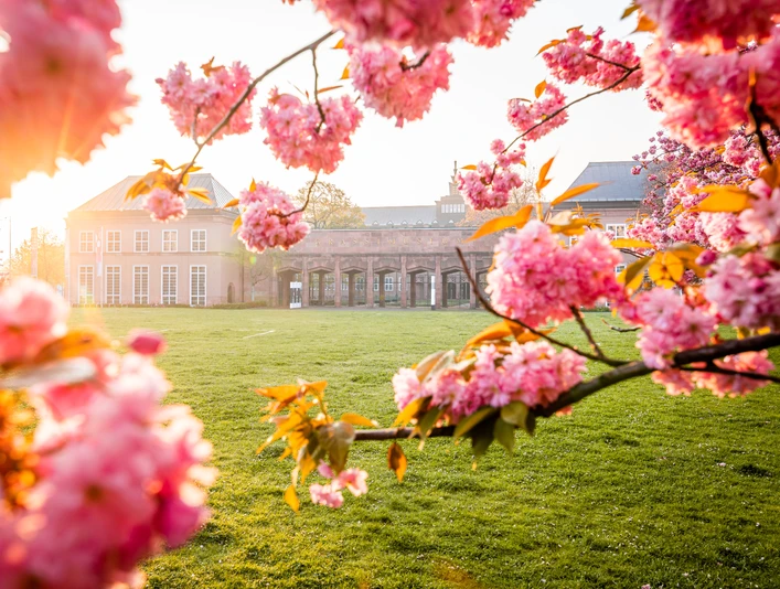 Kirschblüten am Grassi Museum am Johannisplatz - Kultur in Leipzig Kirschblüten im Sonnenlicht am Grassi Museum am Johannisplatz
