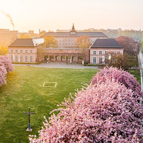 Grassi Museum Leipzig am Johannisplatz - Kirschblüte im Sonnenschein in Leipzig