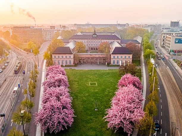 Kwiaty wiśni w słońcu w Muzeum Grassi na Johannisplatz